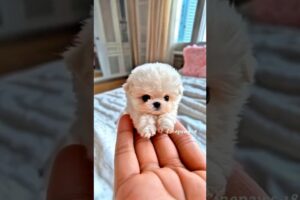 Cutest Puppy Ever?!🐶❤️  #puppy #cuteanimal #cute