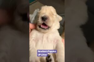 Cutest Puppy Yawns and Stretches Ever Caught on Camera!
