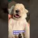 Cutest Puppy Yawns and Stretches Ever Caught on Camera!