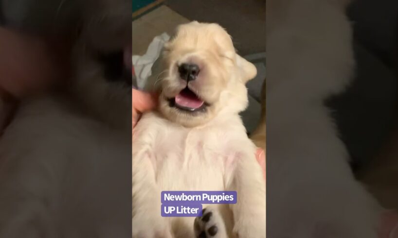 Cutest Puppy Yawns and Stretches Ever Caught on Camera!