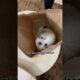 Cutest courier package #shortsfeed #trending #cute #puppies #shorts #viral #viralvideo #dogmom