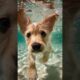 Cutest puppies ever swimming underwater #ai #puppy #cute