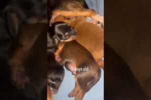 Cutest puppies in the world 🥹. #DogLovers   #FurBaby  #DogsAreFamily  #DogLife  #DogMomLife