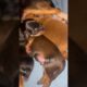 Cutest puppies in the world 🥹. #DogLovers   #FurBaby  #DogsAreFamily  #DogLife  #DogMomLife