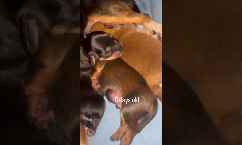 Cutest puppies in the world 🥹. #DogLovers   #FurBaby  #DogsAreFamily  #DogLife  #DogMomLife