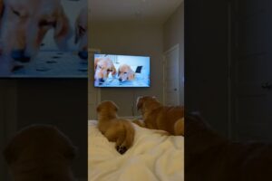 ❤️Cutest puppies🐕 #puppyvideos #crazypuppy #cutepuppy #cutestpuppies #short #perritos #lovepuppy