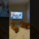 ❤️Cutest puppies🐕 #puppyvideos #crazypuppy #cutepuppy #cutestpuppies #short #perritos #lovepuppy