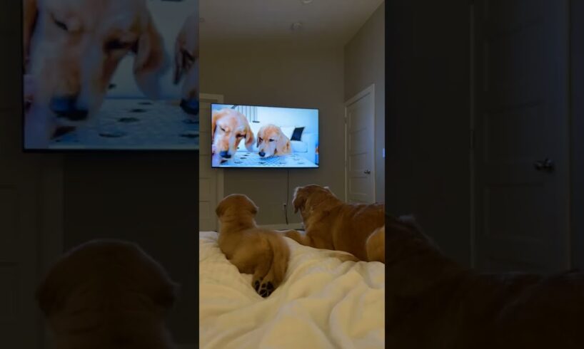 ❤️Cutest puppies🐕 #puppyvideos #crazypuppy #cutepuppy #cutestpuppies #short #perritos #lovepuppy