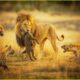 DEADLIEST Lion Attacks In The Wild Ever Caught On Camera | Animal Fights