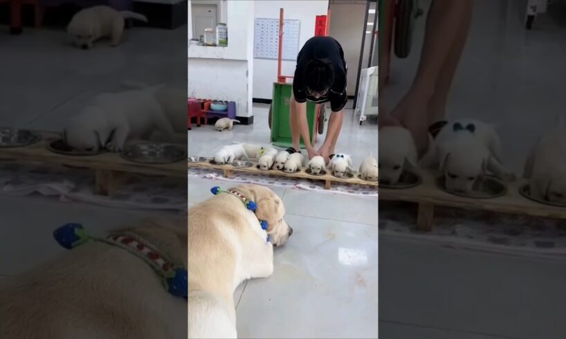 Dad gave food to all the cute puppies😳🤯mini wood toy-wood working art skill/wood/handcraft/ #shorts