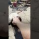 Deaf Shelter Dog Left Behind During Evacuation Gets A Second Chance | The Dodo