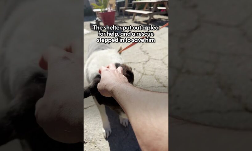 Deaf Shelter Dog Left Behind During Evacuation Gets A Second Chance | The Dodo