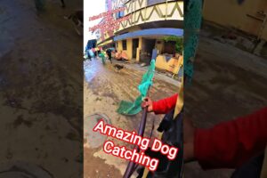 Dia Delicia Dog Catching #dogwithpublicsafety #dogs #ytshortsindia #shortsfeed #pets