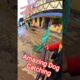 Dia Delicia Dog Catching #dogwithpublicsafety #dogs #ytshortsindia #shortsfeed #pets
