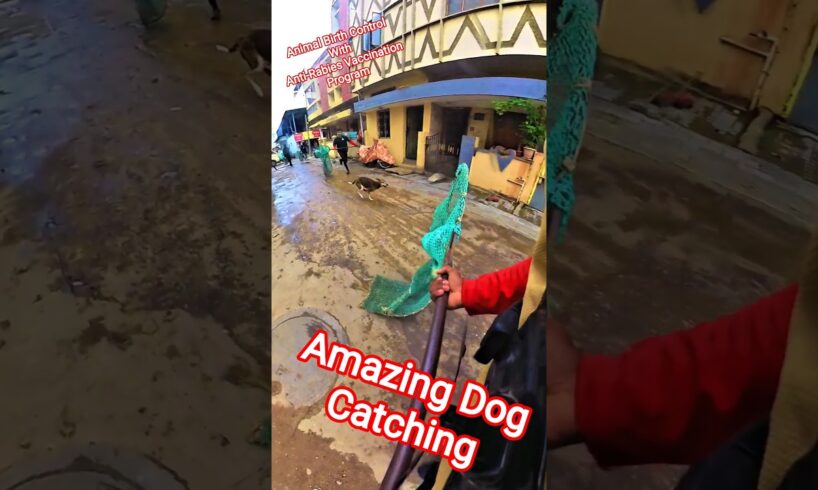 Dia Delicia Dog Catching #dogwithpublicsafety #dogs #ytshortsindia #shortsfeed #pets