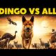 Dingo vs. Australia's Toughest! 10 Brutal Animal Battles!