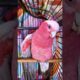 Dog Keeps Hugging His New Parrot Friend | The Dodo