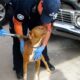 Dog Trapped in a Car Has the Best Reaction to Her Rescue! | Cuddle Buddies