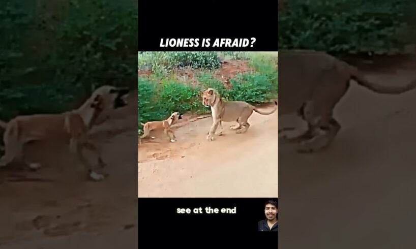 Dog Vs Lion #lion #animals #funny #wildlife #leopard #attack #dog