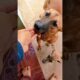 Dog eat foods #animals #cute
