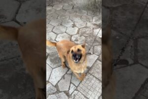 Dog playing #dog #funny #foryou #fyp #animals