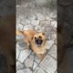 Dog playing #dog #funny #foryou #fyp #animals