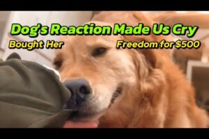 Dog's Rescue From Abusive Owner. Paid $500 for a Priceless life