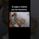 El pájaro extinto: El Dodo #explicación #info #animal #dodo
