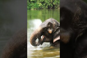 Elephant playing in water .,#shorts  ,#animals