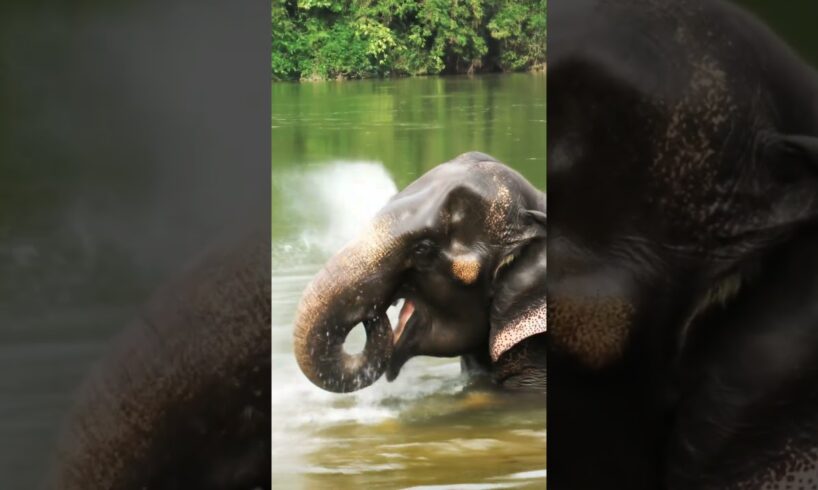 Elephant playing in water .,#shorts  ,#animals