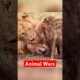 Epic ANIMAL BATTLES That Never Back Down!