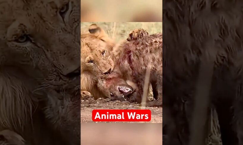 Epic ANIMAL BATTLES That Never Back Down!