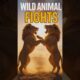 Epic Wild Animal Fights Caught on Camera 🐍🦁 | Nature's Showdown! #Shorts #Wildlife