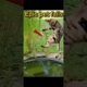 Epic pet fails of the week #shorts #fails #animals