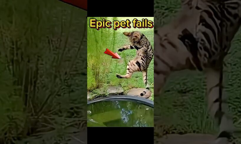 Epic pet fails of the week #shorts #fails #animals