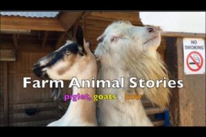FARM ANIMAL STORIES | Animals Playing & Having FUN