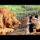 FUNNIEST Pets of 2025...So Far 😂 | BEST Animal Videos
