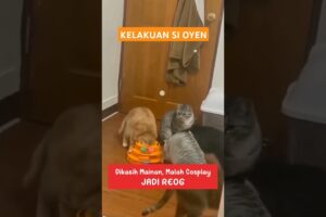 FUNNY CAT PLAYING || KUCING OYEN LUCU #cat #funny #kucing #fyp #short #kitten