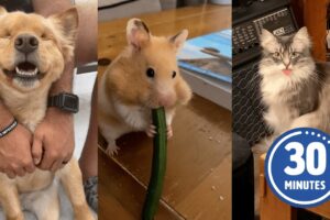 FUNNY Pets | Hilarious Animals Compilation 2025