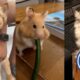 FUNNY Pets | Hilarious Animals Compilation 2025
