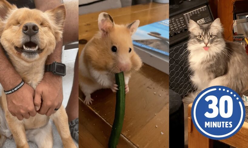 FUNNY Pets | Hilarious Animals Compilation 2025