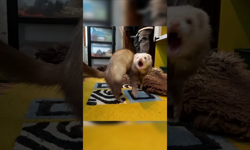 Ferrets as Pets: PROS & CONS