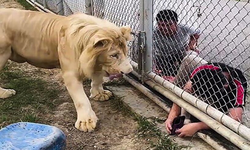 Funniest Videos Animals ๐ง - Best Of The 2025 Try Not To Laugh ๐ P1