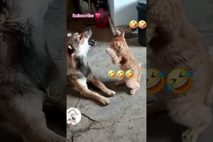 Funny cat video #petslandin #animaldub #shortsfeed #funny #tamilpets #kittenfunnyshorts #animallife