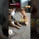 Funny cat video #petslandin #animaldub #shortsfeed #funny #tamilpets #kittenfunnyshorts  #animallife