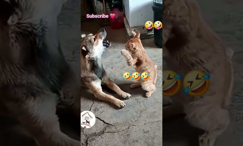 Funny cat video #petslandin #animaldub #shortsfeed #funny #tamilpets #kittenfunnyshorts  #animallife