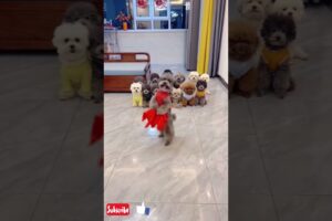 Funny puppies|puppy dance, #cute #funny #pets #viral #shortvideo #animals #dog #short #viralvideo