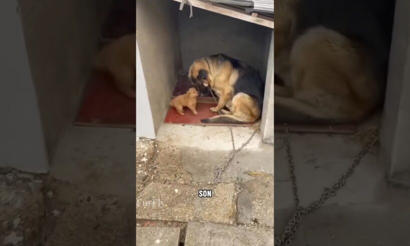 German Shepherd Adopts a Lost Puppy Like His Own Son 🐶❤️#dog