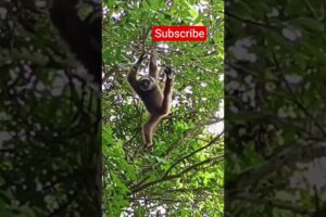 Gibons Playing In The tres#jungle #owa #gibson #animals #wildlife #nature #monkeys