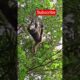 Gibons Playing In The tres#jungle #owa #gibson #animals #wildlife #nature #monkeys
